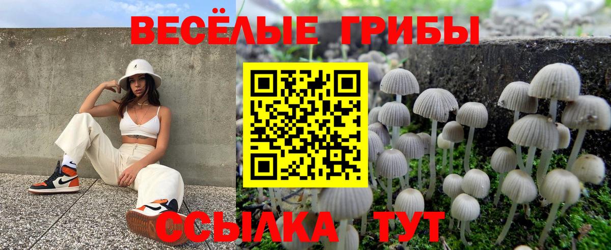 Псилоцибиновые грибы Psilocybe Челябинск